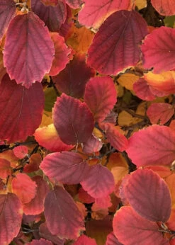 Blue Shadow Fothergilla - 3 Gallon Pot -Wilson Bros Gardens Fothergilla Blue Shadow 1