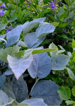 Blue Shadow Fothergilla - 3 Gallon Pot -Wilson Bros Gardens Fothergilla Blue Shadow 2