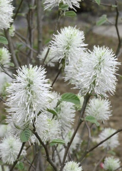 Blue Shadow Fothergilla - 3 Gallon Pot -Wilson Bros Gardens Fothergilla Blue Shadow 6