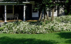 Radicans Creeping Dwarf Gardenia - 6 Pack Of 1 Gallon Pots -Wilson Bros Gardens Gardenia Creeping 20 1