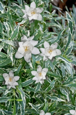 Variegated Creeping Dwarf Gardenia - 6 Pack Of 1 Gallon Pots