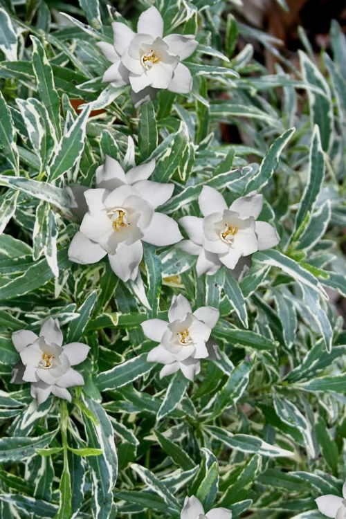 Variegated Creeping Dwarf Gardenia - 3 Gallon Pot 1 Variegated Creeping Dwarf Gardenia - 3 Gallon Pot