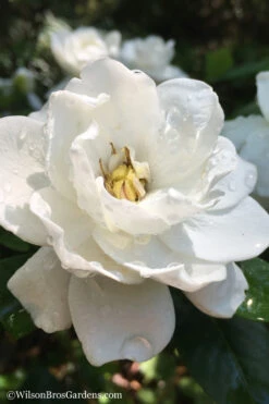 Crown Jewel Gardenia - 3 Gallon Pot 11 Crown Jewel Gardenia - 3 Gallon Pot -Wilson Bros Gardens Gardenia Crown Jewel 3