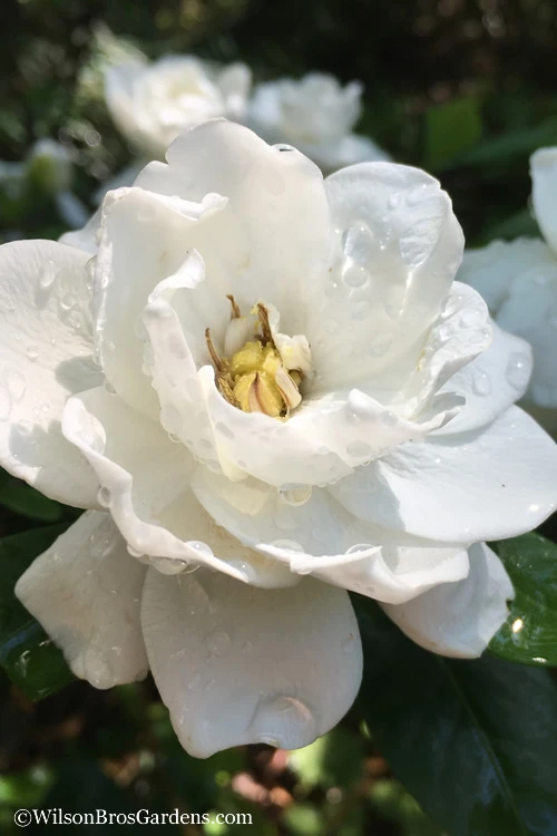 Crown Jewel Gardenia - 3 Gallon Pot 4 Crown Jewel Gardenia - 3 Gallon Pot - Image 4