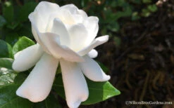Crown Jewel Gardenia - 3 Gallon Pot 14 Crown Jewel Gardenia - 3 Gallon Pot -Wilson Bros Gardens Gardenia Crown Jewel 4