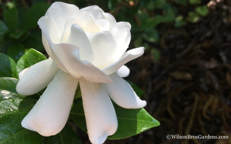 Crown Jewel Gardenia - 3 Gallon Pot 7 Crown Jewel Gardenia - 3 Gallon Pot - Image 7