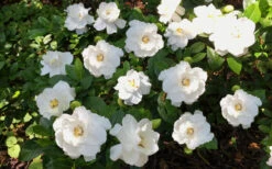 Crown Jewel Gardenia - 3 Gallon Pot 13 Crown Jewel Gardenia - 3 Gallon Pot -Wilson Bros Gardens Gardenia Crown Jewel 5