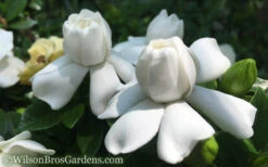 Crown Jewel Gardenia - 3 Gallon Pot 15 Crown Jewel Gardenia - 3 Gallon Pot -Wilson Bros Gardens Gardenia Crown Jewel 50