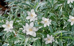 Variegated Creeping Dwarf Gardenia - 6 Pack Of 1 Gallon Pots 7 Variegated Creeping Dwarf Gardenia - 6 Pack Of 1 Gallon Pots -Wilson Bros Gardens Gardenia Dwarf Radicans Variegated 3