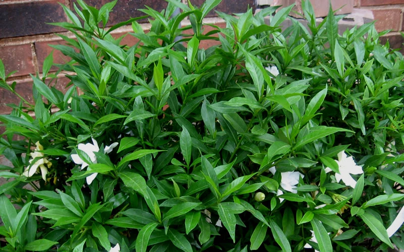 Radicans Creeping Dwarf Gardenia - 3 Gallon Pot 7 Radicans Creeping Dwarf Gardenia - 3 Gallon Pot - Image 7