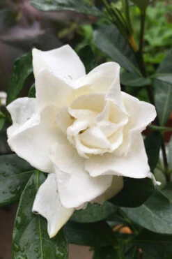 Sweet Tea Gardenia - 3 Gallon Pot -Wilson Bros Gardens Gardenia Sweet Tea 3