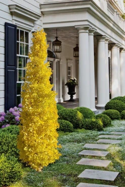 Sky Tower Ginkgo Maidenhair Tree (Male) - 7 Gallon Pot (6-7') 9 Sky Tower Ginkgo Maidenhair Tree (Male) - 7 Gallon Pot (6-7') -Wilson Bros Gardens Ginkgo Sky Tower 1 1