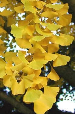Sky Tower Ginkgo Maidenhair Tree (Male) - 2 Gallon Pot 11 Sky Tower Ginkgo Maidenhair Tree (Male) - 2 Gallon Pot -Wilson Bros Gardens Ginkgo Sky Tower 2
