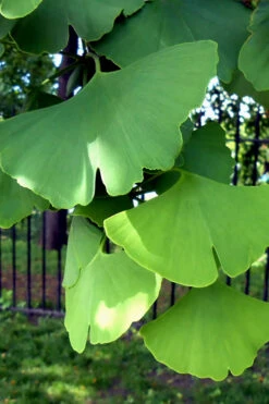 Ginkgo Maidenhair Tree (Male) - 3 Gallon Pot (4-5') -Wilson Bros Gardens Ginkgo Tree 10 2