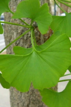 Sky Tower Ginkgo Maidenhair Tree (Male) - 7 Gallon Pot (6-7') 10 Sky Tower Ginkgo Maidenhair Tree (Male) - 7 Gallon Pot (6-7') -Wilson Bros Gardens Ginkgo Tree 11 1