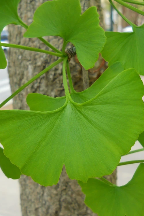 Ginkgo Maidenhair Tree (Male) - 3 Gallon Pot (3-4') 5 Ginkgo Maidenhair Tree (Male) - 3 Gallon Pot (3-4') - Image 5