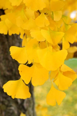 Ginkgo Maidenhair Tree (Male) - 3 Gallon Pot (3-4') 10 Ginkgo Maidenhair Tree (Male) - 3 Gallon Pot (3-4') -Wilson Bros Gardens Ginkgo Tree 14 1