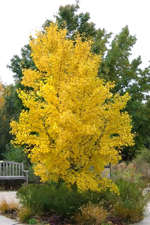 Ginkgo Maidenhair Tree (Male) - 3 Gallon Pot (3-4') 6 Ginkgo Maidenhair Tree (Male) - 3 Gallon Pot (3-4') - Image 6