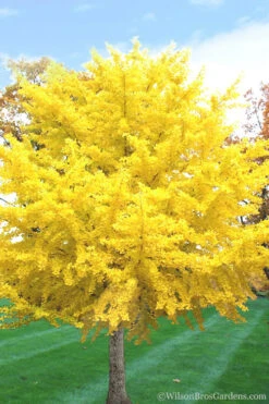 Ginkgo Maidenhair Tree (Male) - 3 Gallon Pot (3-4')