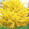 Ginkgo Maidenhair Tree (Male) - 3 Gallon Pot (4-5')
