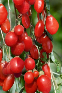 Goji Berry Plant - Lycium Barbarum - 3 Gallon Pot