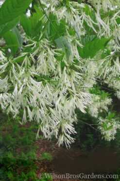 Grancy Graybeard - White Fringe Tree - 3 Gallon Pot -Wilson Bros Gardens Grancy Graybeard Tree 30 4