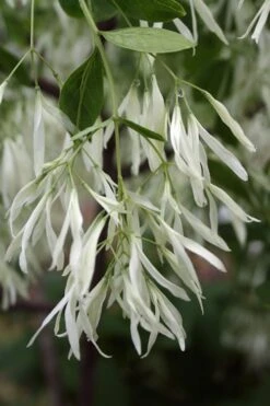 Grancy Graybeard - White Fringe Tree - 3 Gallon Pot 14 Grancy Graybeard - White Fringe Tree - 3 Gallon Pot -Wilson Bros Gardens Grancy Graybeard Tree 32