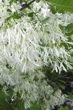 Grancy Graybeard - White Fringe Tree - 3 Gallon Pot