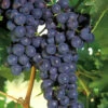 Concord Grape Vine - 3 Gallon Pot