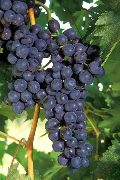 Concord Grape Vine - 1 Gallon Pot 1 Concord Grape Vine - 1 Gallon Pot