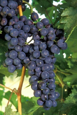 Concord Grape Vine - 3 Gallon Pot