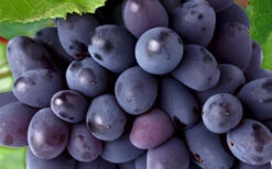 Mars Seedless Grape - 2 Gallon Pot 7 Mars Seedless Grape - 2 Gallon Pot -Wilson Bros Gardens Grape Mars Seedless 50