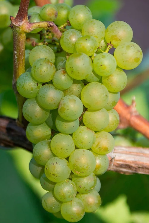 Niagara Seedless Grape Vine - 2 Gallon Pot 1 Niagara Seedless Grape Vine - 2 Gallon Pot