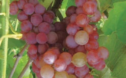 Reliance Red Seedless Grape Vine - 2 Gallon Pot 7 Reliance Red Seedless Grape Vine - 2 Gallon Pot -Wilson Bros Gardens Grape Reliance 50