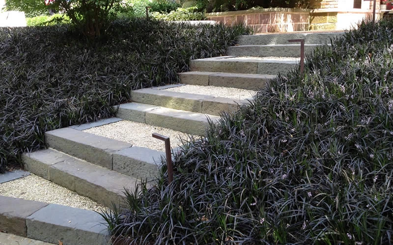 Black Mondo Grass - Ophiopogon Planiscapus 'Nigrescens' - 10 Pack Of Pint Pots 4 Black Mondo Grass - Ophiopogon Planiscapus 'Nigrescens' - 10 Pack Of Pint Pots - Image 4