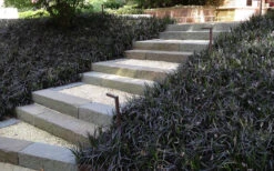 Black Mondo Grass (Ophiopogon Planiscapus 'Nigrescens') - 5 Pack Of Quart Pots 10 Black Mondo Grass (Ophiopogon Planiscapus 'Nigrescens') - 5 Pack Of Quart Pots -Wilson Bros Gardens Grass Mondo Black 4