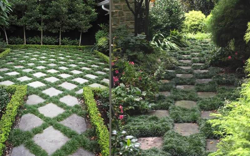 Kyoto Super Dwarf Mondo Grass - 3 Pack Of Pint Pots 6 Kyoto Super Dwarf Mondo Grass - 3 Pack Of Pint Pots - Image 6