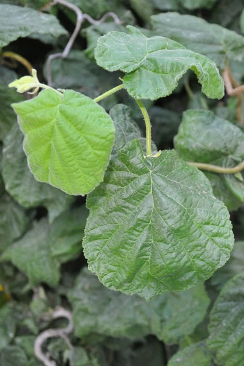 Harry Lauder's Walking Stick - Corylus Avellana 'Contorta' - 3 Gallon Pot 6 Harry Lauder's Walking Stick - Corylus Avellana 'Contorta' - 3 Gallon Pot - Image 6