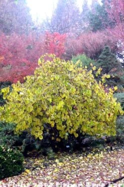 Harry Lauder's Walking Stick - Corylus Avellana 'Contorta' - 1 Gallon Pot -Wilson Bros Gardens Harry Lauder Walking Stick 15 1