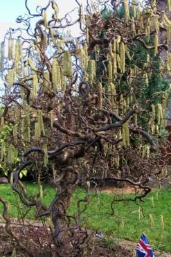 Harry Lauder's Walking Stick - Corylus Avellana 'Contorta' - 3 Gallon Pot 13 Harry Lauder's Walking Stick - Corylus Avellana 'Contorta' - 3 Gallon Pot -Wilson Bros Gardens Harry Lauder Walking Stick 16 2