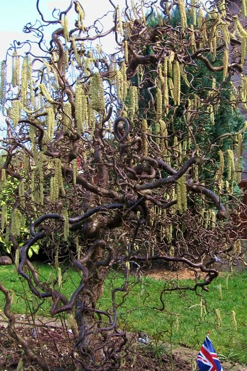 Harry Lauder's Walking Stick - Corylus Avellana 'Contorta' - 2 Gallon Pot 5 Harry Lauder's Walking Stick - Corylus Avellana 'Contorta' - 2 Gallon Pot - Image 5