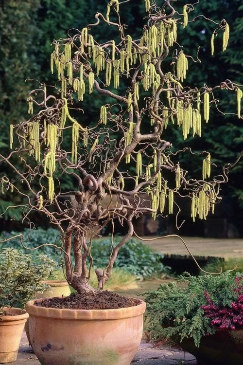 Harry Lauder's Walking Stick - Corylus Avellana 'Contorta' - 5 Gallon Pot 1 Harry Lauder's Walking Stick - Corylus Avellana 'Contorta' - 5 Gallon Pot