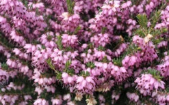 Mediterranean Pink Winter Heath (Erica Darleyensis) - 1 Gallon Pot 10 Mediterranean Pink Winter Heath (Erica Darleyensis) - 1 Gallon Pot -Wilson Bros Gardens Heath Mediterranean Pink