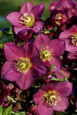 Ice N' Roses 'Red' Helleborus (Lenten Rose) - 1 Gallon Pot 12 Ice N' Roses 'Red' Helleborus (Lenten Rose) - 1 Gallon Pot -Wilson Bros Gardens Helleborus Ice N Roses Red 12