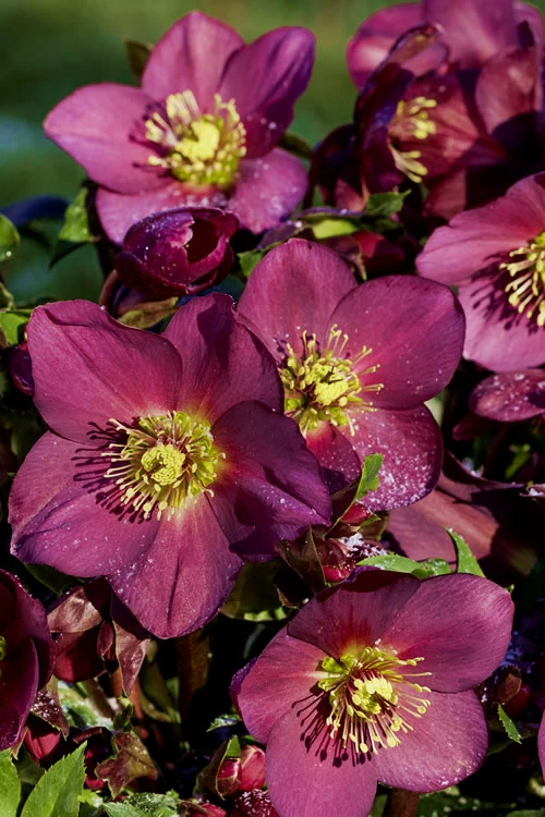 Ice N' Roses 'Red' Helleborus (Lenten Rose) - 1 Gallon Pot 6 Ice N' Roses 'Red' Helleborus (Lenten Rose) - 1 Gallon Pot - Image 6