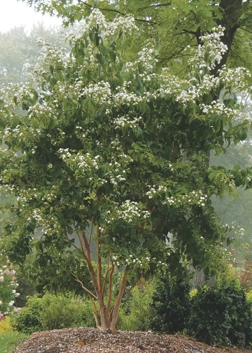 Temple Of Bloom Seven-son Flower (Heptacodium Miconioides) - 5 Gallon Pot 6 Temple Of Bloom Seven-son Flower (Heptacodium Miconioides) - 5 Gallon Pot - Image 6