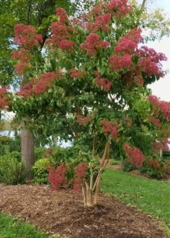 Temple Of Bloom Seven-son Flower (Heptacodium Miconioides) - 3 Gallon Pot 10 Temple Of Bloom Seven-son Flower (Heptacodium Miconioides) - 3 Gallon Pot -Wilson Bros Gardens Heptacodium Temple Of Bloom 8 1