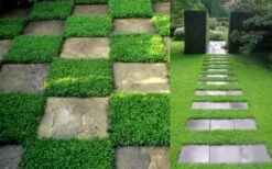 Dwarf Rupturewort Green Carpet - Herniaria Glabra - 5 Pack Of Pint Pots -Wilson Bros Gardens Herniaria Dwarf Rutpurewort 2