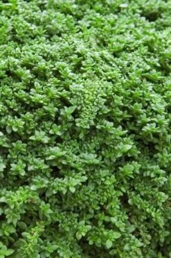 Dwarf Rupturewort Green Carpet (Herniaria Glabra) - 5 Pack Of Quart Pots -Wilson Bros Gardens Herniaria Dwarf Rutpurewort 20 2