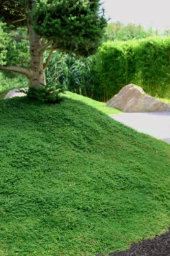 Dwarf Rupturewort Green Carpet (Herniaria Glabra) - 10 Pack Of Pint Pots 11 Dwarf Rupturewort Green Carpet (Herniaria Glabra) - 10 Pack Of Pint Pots -Wilson Bros Gardens Herniaria Dwarf Rutpurewort 25 1